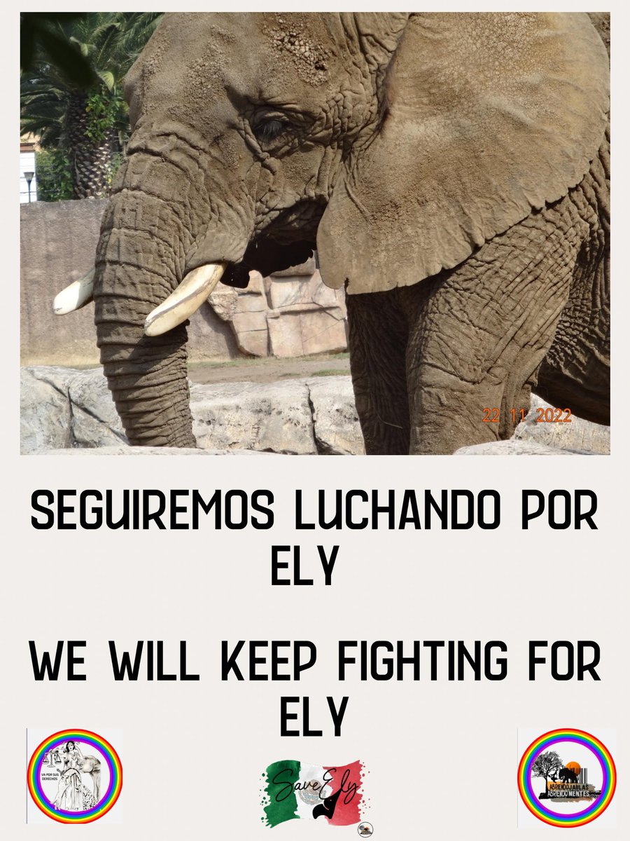 AJaulas's tweet photo. @ElephantsRule @Chez_Em @Suparnastar @ChrisSand20 El Recurso de revisión ya se interpuso el lunes.
Es tiempo de que en Mèxico se erradique el antropocentrismo de las autoridades.
#JusticiaParaEly https://t.co/fgtXDbYynn