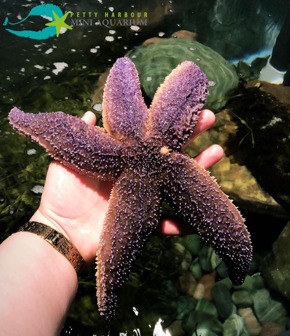 It’s not too late to donate for Giving Tuesday! 
Every dollar donated to the Mini Aquarium before 11:59pm PST tonight is an entry to win a $5,000 charity gift card through CanadaHelps. 
To donate, click here: miniaqua.org/donors