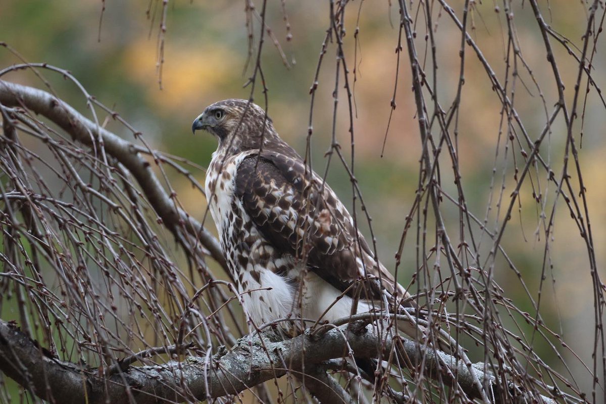 kyle_odonnell_'s tweet photo. A red-tailed hawk 

#photography #nature #naturephotography #wildlifephotography 
#birds #birdtwitter #birdsofma https://t.co/i0BDE0vAG7