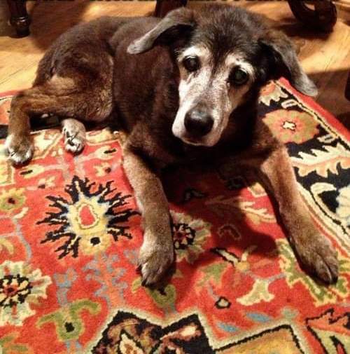 Buddy just turned 19. Am I the only one who thinks old dogs are just as cute as young pups?