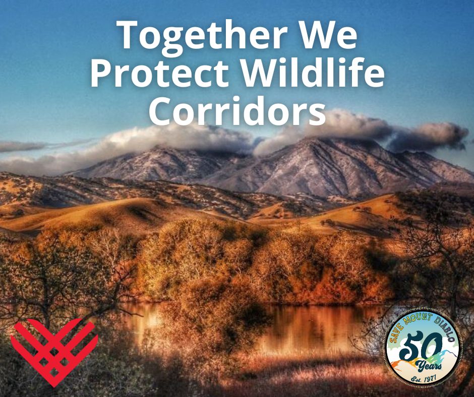 SaveMountDiablo's tweet photo. With your support, we're protecting wildlife corridors so that wildlife can migrate. Please make a gift for Giving Tuesday! All gifts today will be matched, up to $10,000. https://t.co/beUVEfiL28
๐ธ: Karen Royse
#GivingTuesday #DiabloRange #MtDiablo #MountDiablo https://t.co/Q5TZIZFkDi