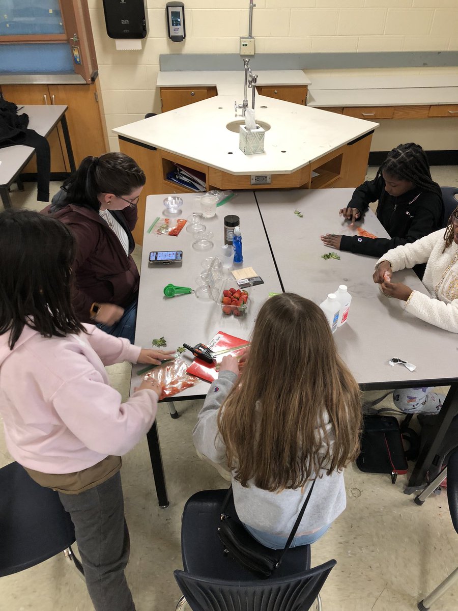 ScienceBrandt's tweet photo. GSTEM extracted DNA from strawberries. Ss have been learning about organelles in class, so they were excited about getting to see the “instruction manual” that’s located in the nucleus. @Yo_STEM @VineMSKnox https://t.co/rqnbggzlIL