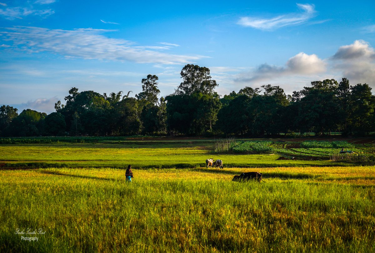 SarathiRout's tweet photo. !! COUNTRIFIED !!

Clicked at Koraput (Odisha)🇮🇳

#landscapephotography #landscape_lover
#koraputtourism #photographers_of_india #koraputdiaries #odishadiaries #NaturePhotography #saveenvironment #odishatourism 
#landscapedesign

Camera:#SonyAlpha7RMIII
Insta:@parthasarathi2010 https://t.co/X5zeTbIhHH