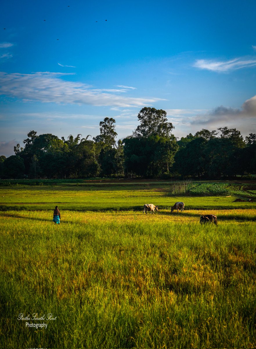SarathiRout's tweet photo. !! COUNTRIFIED !!

Clicked at Koraput (Odisha)🇮🇳

#landscapephotography #landscape_lover
#koraputtourism #photographers_of_india #koraputdiaries #odishadiaries #NaturePhotography #saveenvironment #odishatourism 
#landscapedesign

Camera:#SonyAlpha7RMIII
Insta:@parthasarathi2010 https://t.co/X5zeTbIhHH