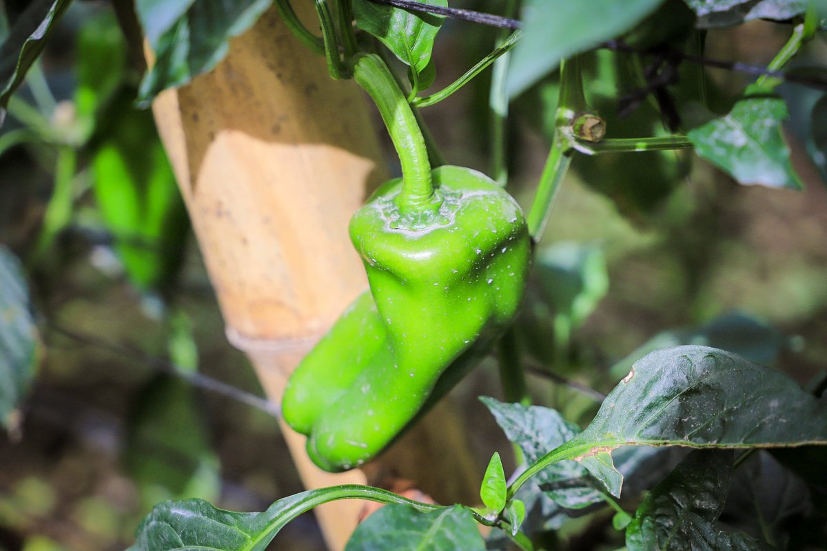 Estamos atentos a la actividad de el volcán Chaparrastique para apoyar como parte de la Comisión Nacional de <a href="/PROCIVILSV/">Protección Civil de El Salvador</a>. Hoy estuve con todo el equipo de <a href="/CENTAELSALVADOR/">CENTA EL SALVADOR</a>, <a href="/ISTA_SV/">ISTA</a> y <a href="/AgriculturaSV/">Ministerio de Agricultura y Ganadería 🇸🇻</a> en Chinameca haciendo las verificaciones pertinentes.