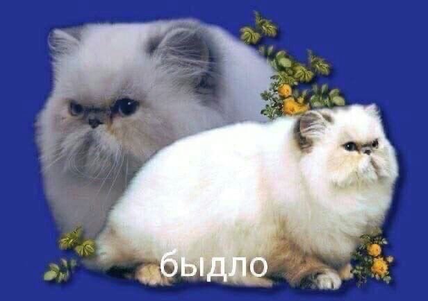 Hikole1's tweet photo. @Deniskochka https://t.co/wxNEilfR7M