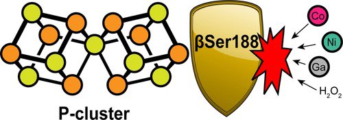 Top Science (@isciverse) on Twitter photo Role of Serine Coordination in the Structural and Functional Protection of the Nitrogenase P-Cluster
<a href="/J_A_C_S/">J. Am. Chem. Soc.</a> <a href="/isciverse/">Top Science</a> #Chemistry #ChemTwitter #chemed #scicomm #news #Technology #Tech #NewsBreak #Trending #research #science #AcademicTwitter
pubs.acs.org/doi/10.1021/ja… Role of Serine Coordination in the Structural and Functional Protection of the Nitrogenase P-Cluster
<a href="/J_A_C_S/">J. Am. Chem. Soc.</a> <a href="/isciverse/">Top Science</a> #Chemistry #ChemTwitter #chemed #scicomm #news #Technology #Tech #NewsBreak #Trending #research #science #AcademicTwitter
pubs.acs.org/doi/10.1021/ja…