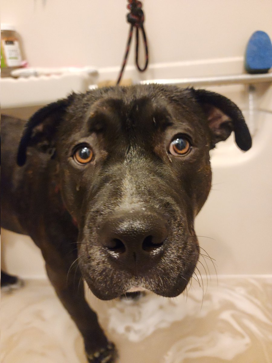 SpookyBoogi3's tweet photo. Ain't this the most pitiful thing you ever seen? He no longer fights or screams during a bath but he does look at me as if I have abused him his whole life and have now told him he's going to the pound. 😂😂 
He would rather keep his dirt than unwillingly get wet. #ambully https://t.co/vW71SIApG5