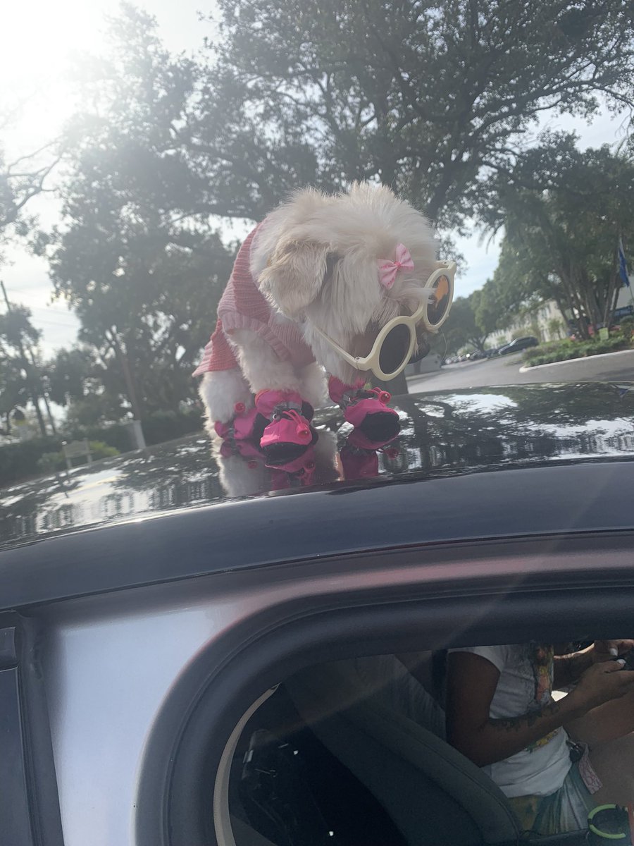 FreeFranco_'s tweet photo. Gonna make sure my girl look fly at ALL TIMES 🐶❤️ #dogmom #Fendi 🥰 https://t.co/7WR5dsngpp