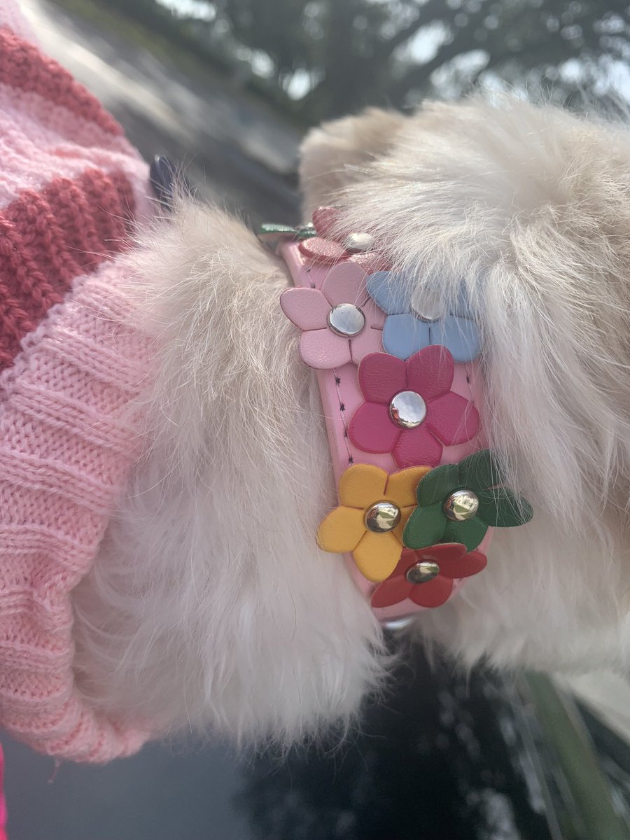 FreeFranco_'s tweet photo. Gonna make sure my girl look fly at ALL TIMES 🐶❤️ #dogmom #Fendi 🥰 https://t.co/7WR5dsngpp