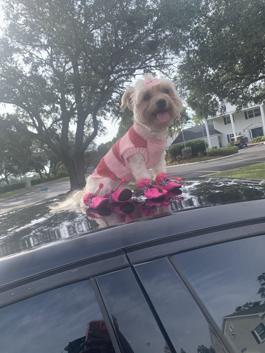 FreeFranco_'s tweet photo. Gonna make sure my girl look fly at ALL TIMES 🐶❤️ #dogmom #Fendi 🥰 https://t.co/7WR5dsngpp