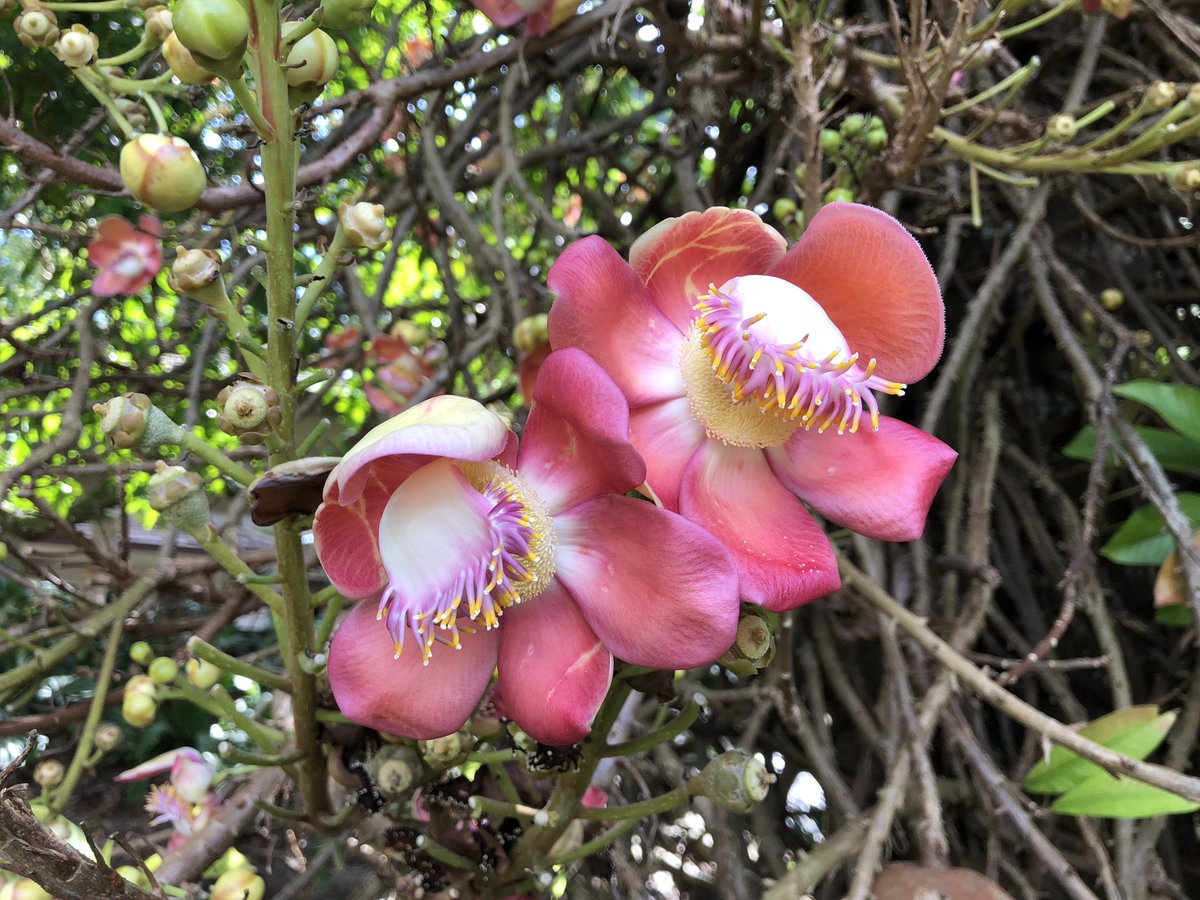 hsauquet_bgsyd's tweet image. Profile of a #flower: How rates of morphological evolution drive floral diversification in #Ericales biorxiv.org/content/10.110… 
(first output from @JulianBotanic postdoc)
#macroevolution #evolutionaryrates #eFLOWERproject