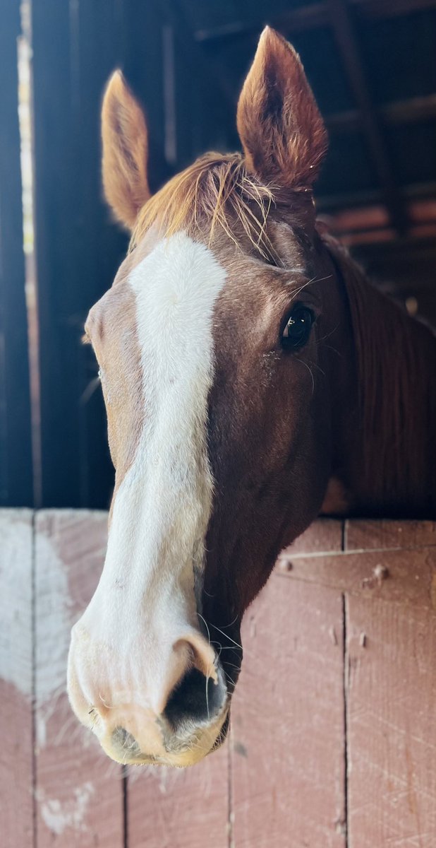 spreadlove412's tweet photo. Dixieland Squall. Such a beautiful mare ❤️ https://t.co/LUdMSzgMyL