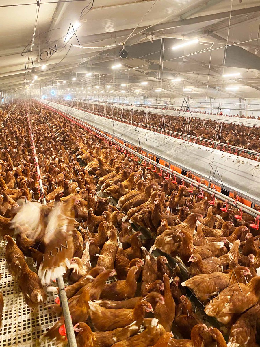 misa_zhang's tweet photo. Leon's equipment installed in our Australia's free-range layer farms, looks so good! the eggs quality must be excellent☺️😊
#freerange #freerangechickenfarming #chickenfarm #layerfarm #eggfree #QualityEgg #poultryfarming #eggs #livestockfarming #poultry #poultryfarming #leon https://t.co/LBvapnt5U6