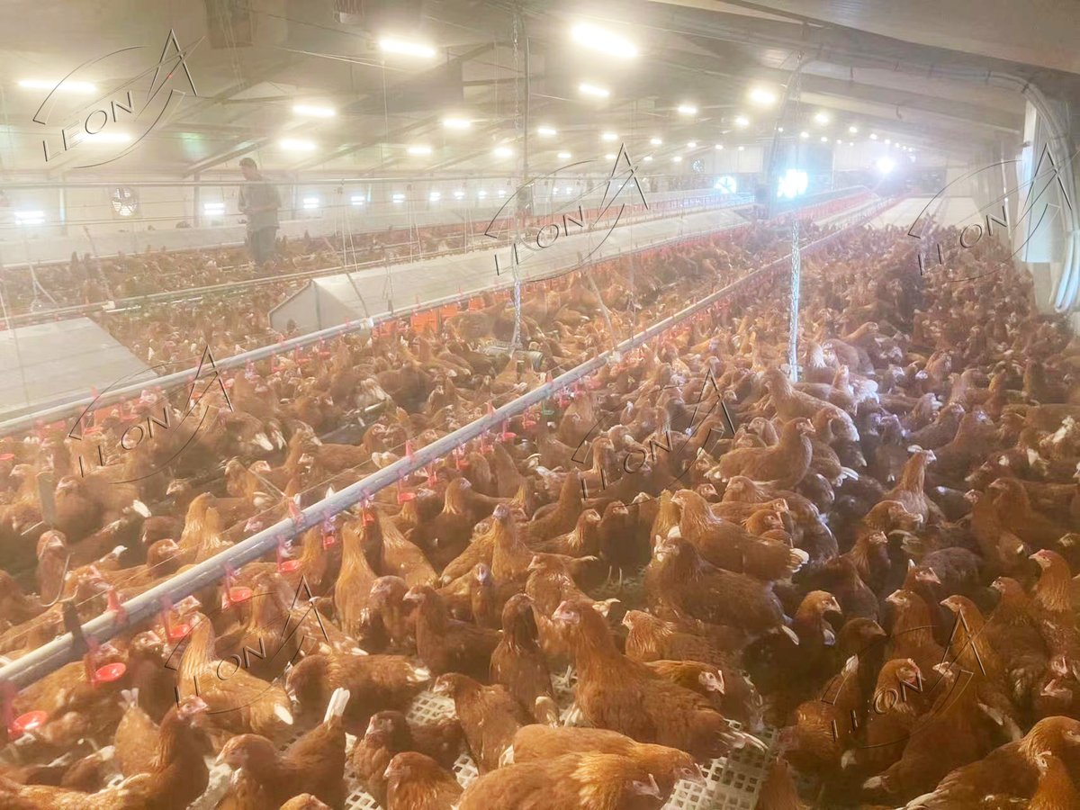 misa_zhang's tweet photo. Leon's equipment installed in our Australia's free-range layer farms, looks so good! the eggs quality must be excellent☺️😊
#freerange #freerangechickenfarming #chickenfarm #layerfarm #eggfree #QualityEgg #poultryfarming #eggs #livestockfarming #poultry #poultryfarming #leon https://t.co/LBvapnt5U6