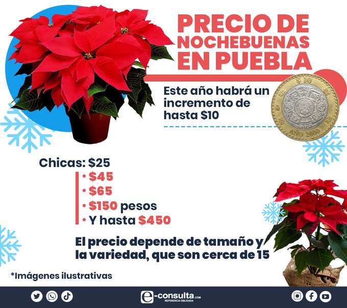 Flor de Nochebuena por Navidad 2022 Puebla: precio, dónde comprar y  cuidados 