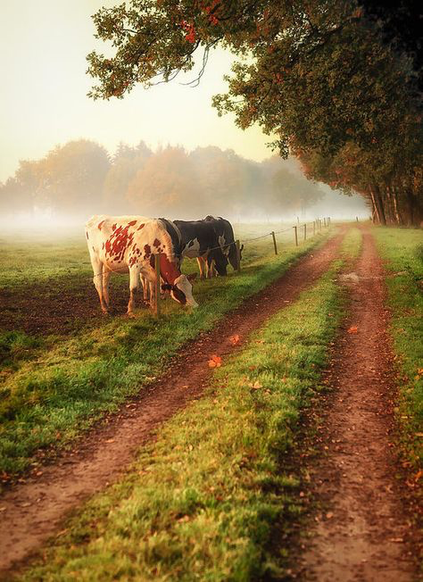 AlpacaAurelius's tweet photo. farm &amp; sea > pharmacy https://t.co/tQ73ONFOcY
