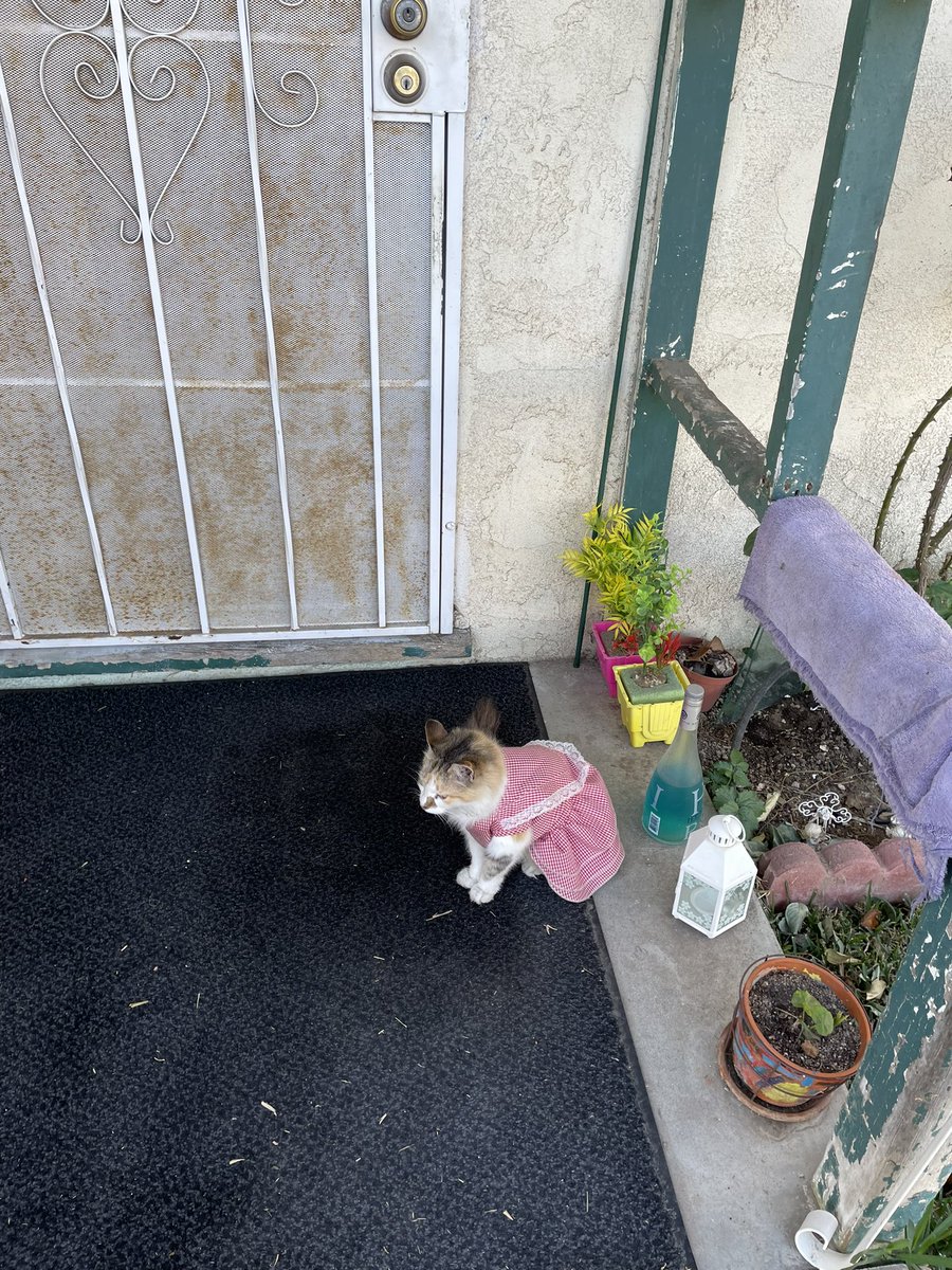 KlSSL_ND's tweet photo. My mom sent me a pic this morning of the neighborhood cat https://t.co/pUcH6EXAf3