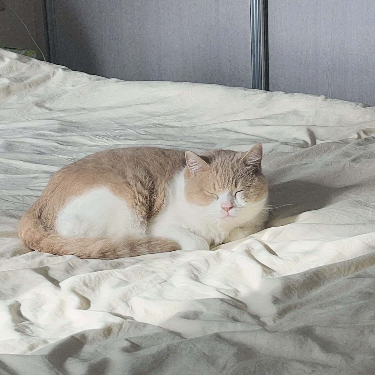 soda83121's tweet photo. #互fo 早 https://t.co/I0USSfggQe