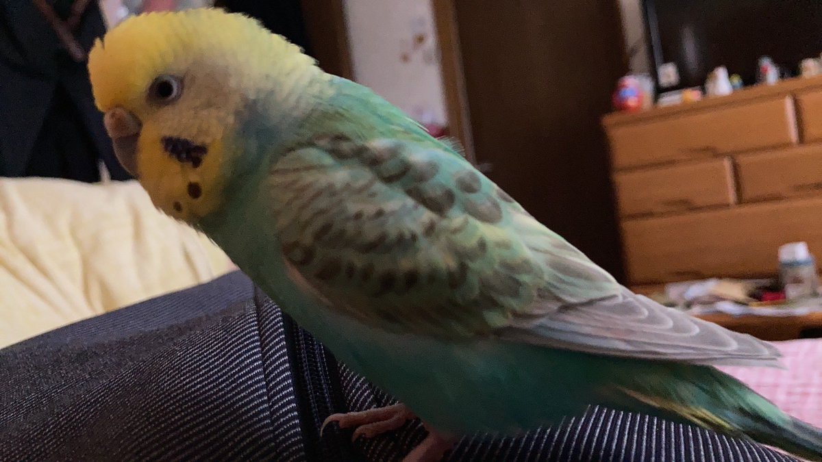 tamama12511's tweet photo. インコが逃げました。11/30の朝です。
青森県十和田市
名前はぴーよん
５歳のメスです。
少し臆病な性格です。
見かけた方はご連絡ください
#セキセイインコ 
#インコ迷子
#十和田
#インコ
#保護
#保護インコ https://t.co/M1DS8hlRJ9