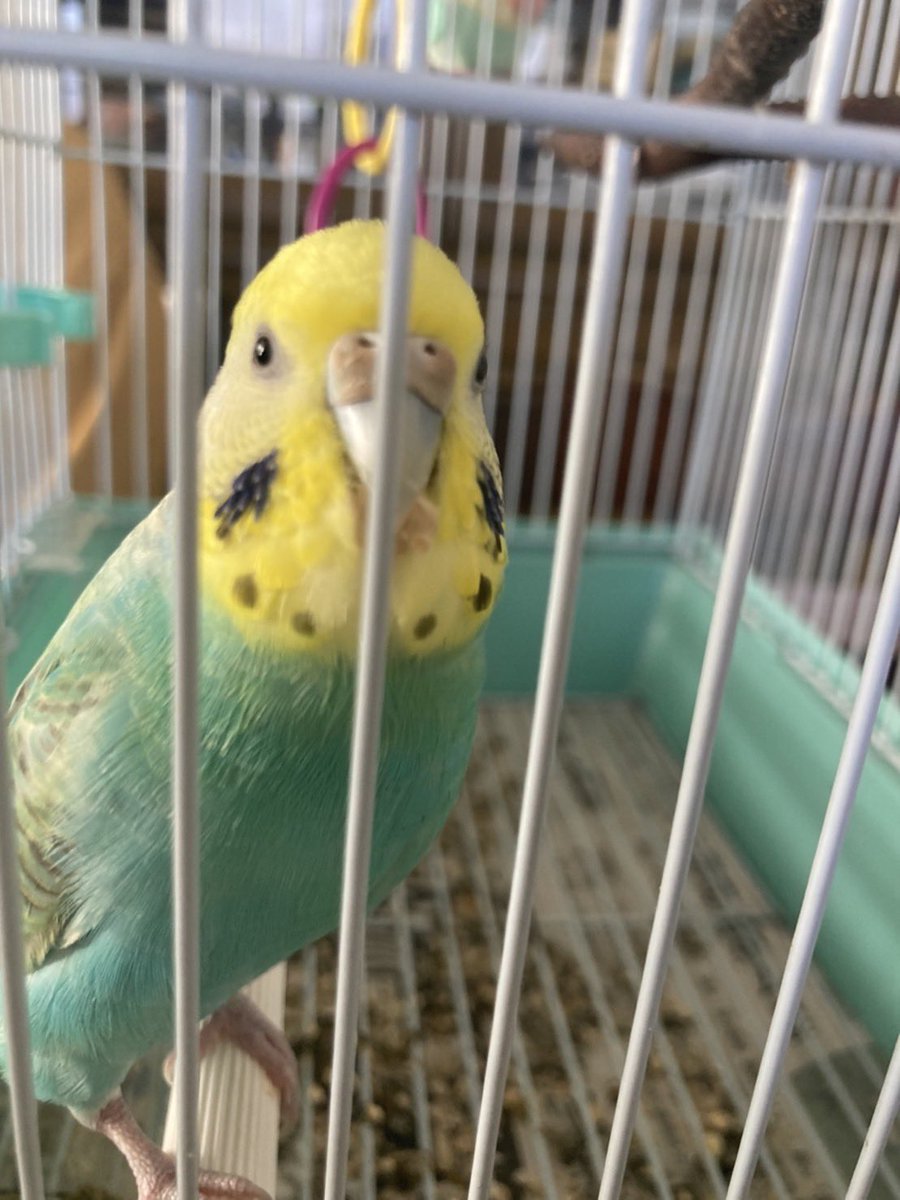 tamama12511's tweet photo. インコが逃げました。11/30の朝です。
青森県十和田市
名前はぴーよん
５歳のメスです。
少し臆病な性格です。
見かけた方はご連絡ください
#セキセイインコ 
#インコ迷子
#十和田
#インコ
#保護
#保護インコ https://t.co/M1DS8hlRJ9