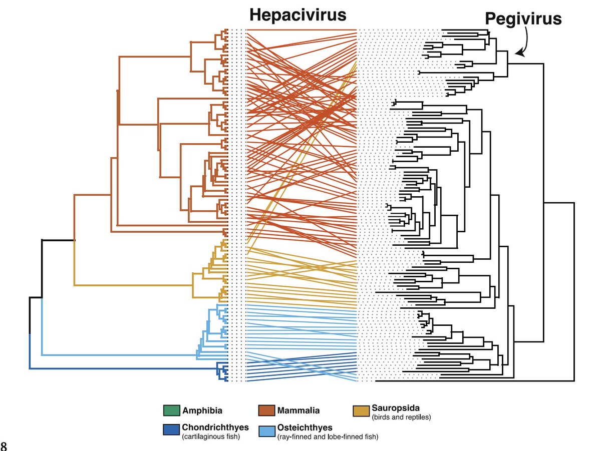 Substantial expansion of the Flaviviridae through transcriptome mining - lots of new viruses in  amphibians, reptiles, and ray-finned fish. 

Transcriptome mining extends the host range of the Flaviviridae to non-bilaterians
biorxiv.org/content/10.110…