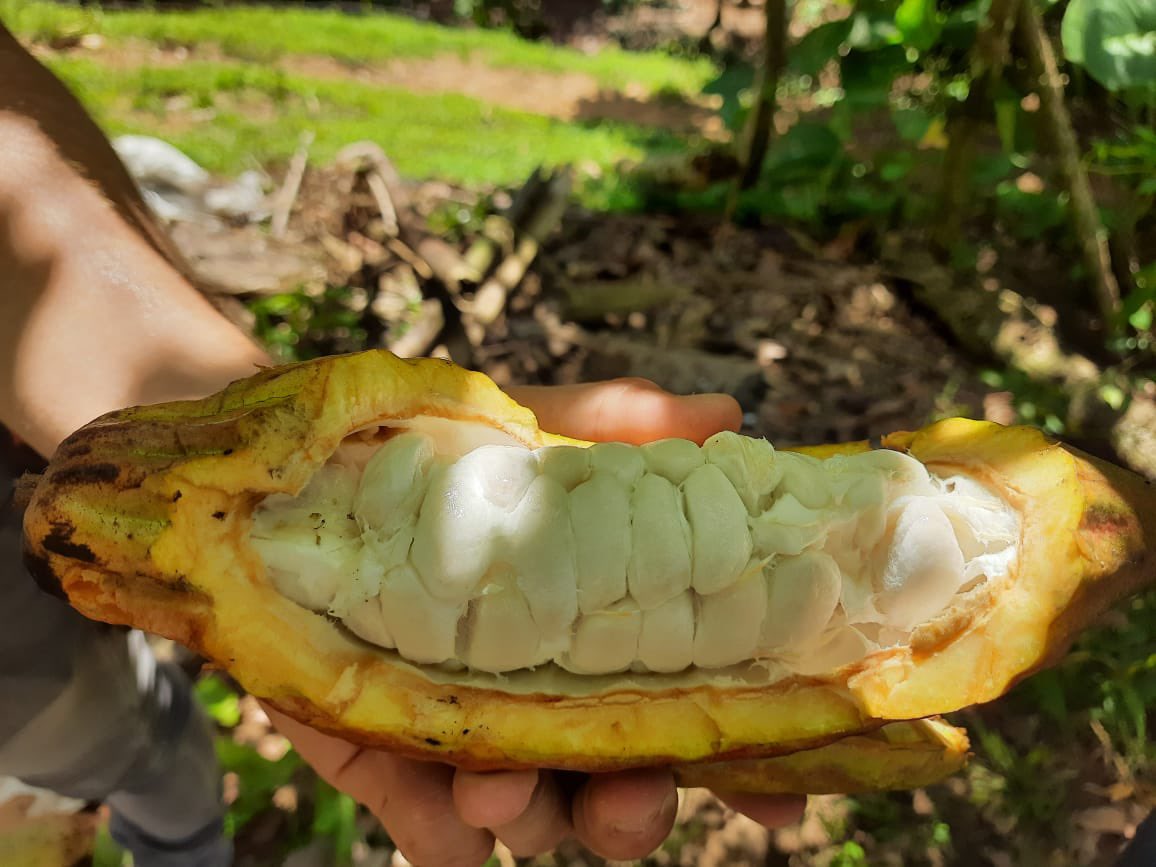 FondoONUCol's tweet photo. Felicitamos a @ASOCAVAL por ganar premio @britcham_col por sus prácticas sostenibles aplicadas al posconflicto👨🏽‍🌾🕊Esta asociación hace parte de @chocolatecolomb apoyado por el @FondoOnuCol y @UNPeacebuilding para su certificación #comerciojusto #blendedfinance #RenaceElAcuerdo https://t.co/0ddOC7KijT