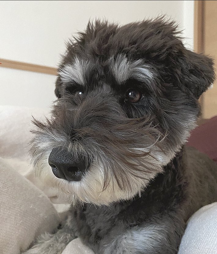 BO09PO12's tweet photo. お寝坊ぼぼちゃん！！
自分の視界から鼻の上の毛はどう見えているんだろうか…😳

#ミニチュアシュナウザー https://t.co/XzTkedsLpc