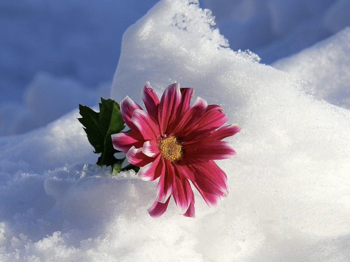 PamPeekeMD's tweet photo. The flower that blooms

in adversity

is the rarest and

most beautiful of all.

🌺 🌸 🌹 

💯 Let Nothing Stop You 💯 

#life #truth #Health #tuesdaymotivations https://t.co/0jgqeDygOE