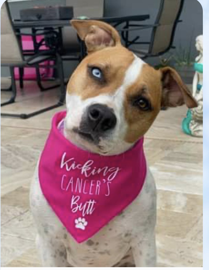 perseusfound's tweet photo. Hi, my name is Daisy and I am eagerly awaiting receiving T Cell Adoptive Immunotherapy, a promising treatment that will hopefully keep my lymphoma at bay for a long time♥️ Currently, there is cure for lymphoma, but as part of a trailblazer group we are working on changing this. https://t.co/iRgZv5MPSz
