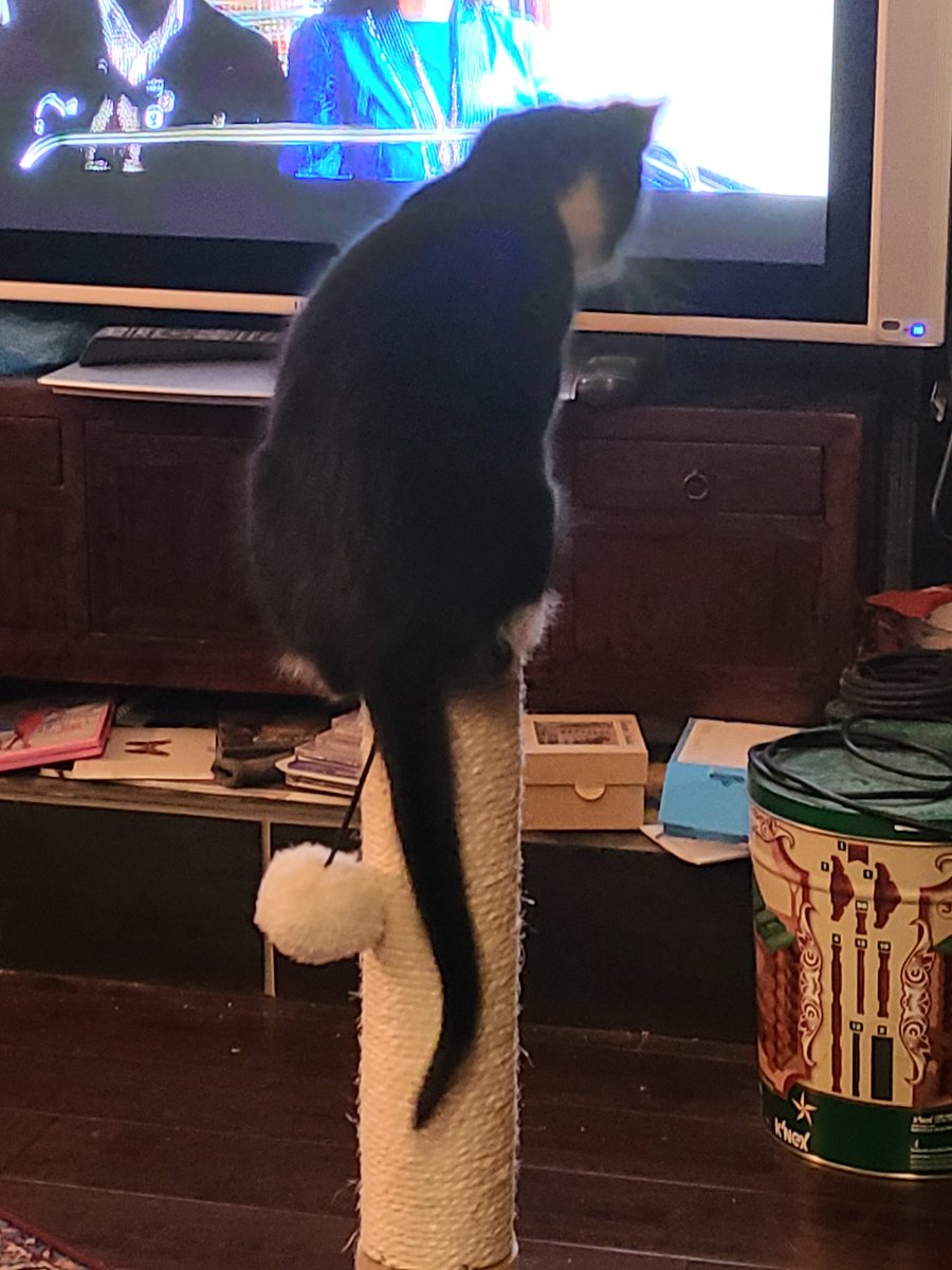JenChere's tweet photo. Down in front. Yes. You. Your ears are blocking the cc. - Husband to kitten. https://t.co/9Rcp0yd7TM