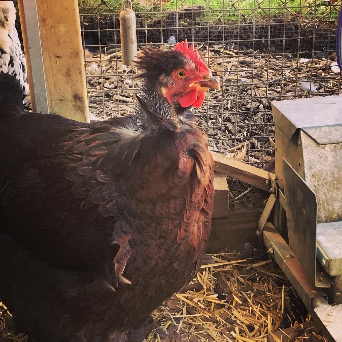 roxanne_h_ward's tweet photo. @writesloud This is my chicken, Professor McGonagall. She’s going through a rough molt. https://t.co/GtPscXYN2J
