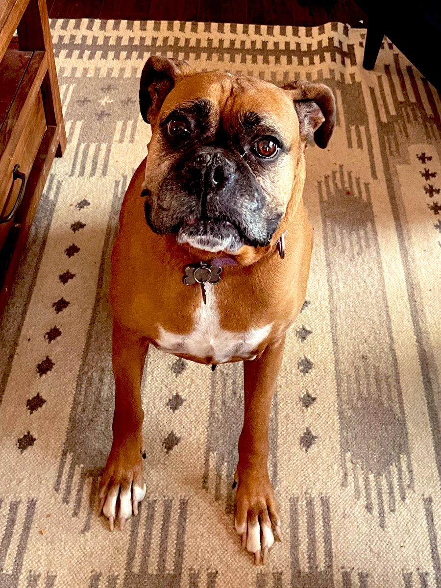 We’re moving?! Like houses?! No, Aahana…we are moving back to Instagram look for shaktismom and you’ll find us. #boxerdog #dogsoftwitter #queenaahana