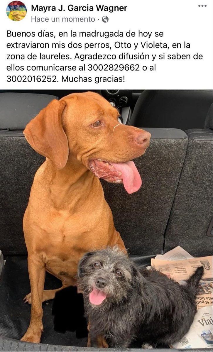 anajuegaconnada's tweet photo. Amis, una ayuda importante. Otto y Violeta están perdidos en Armenia desde anoche. Cualquier ayuda difundiendo su foto con personas de la ciudad serviría mucho. Gracias. https://t.co/Td5o6BfIV0