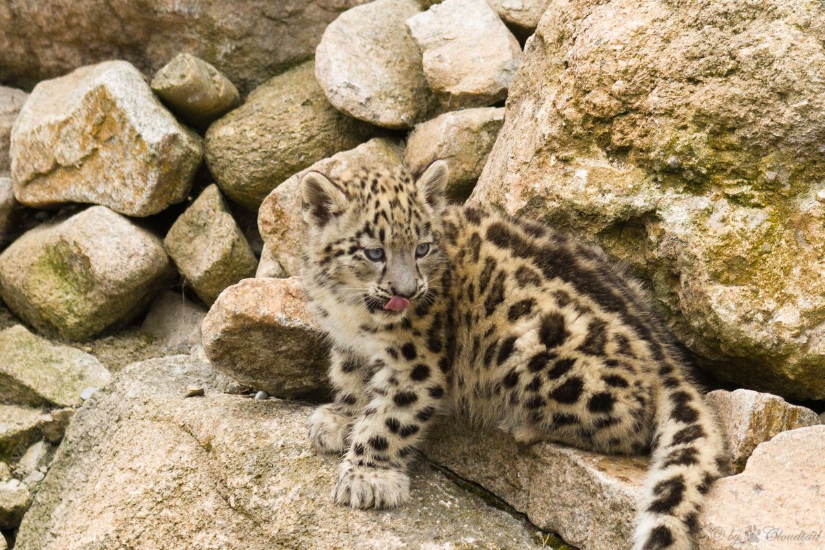 flickrsneps's tweet photo. #snowleopard #ユキヒョウ
https://t.co/FMvsLEUSZe https://t.co/7GAYRjsqMz