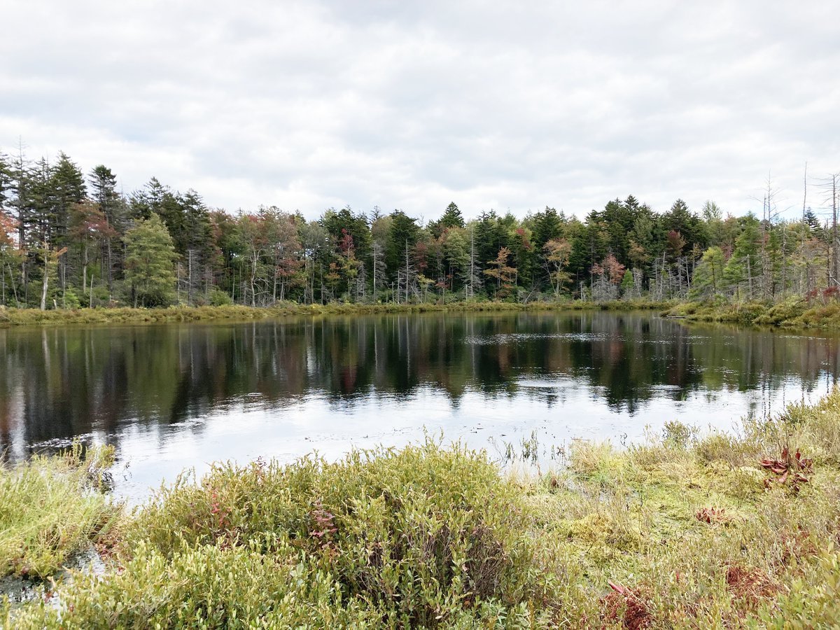 BWAwatershed's tweet photo. Research has shown that if just 10% of our forests and meadows are removed, our exceptionally fragile water resources will become impaired. State and federal permitting alone will not protect the watershed - your watershed needs YOU: https://t.co/rXRdcO3rLw #GivingTuesday #water https://t.co/rFEmfnrgwn