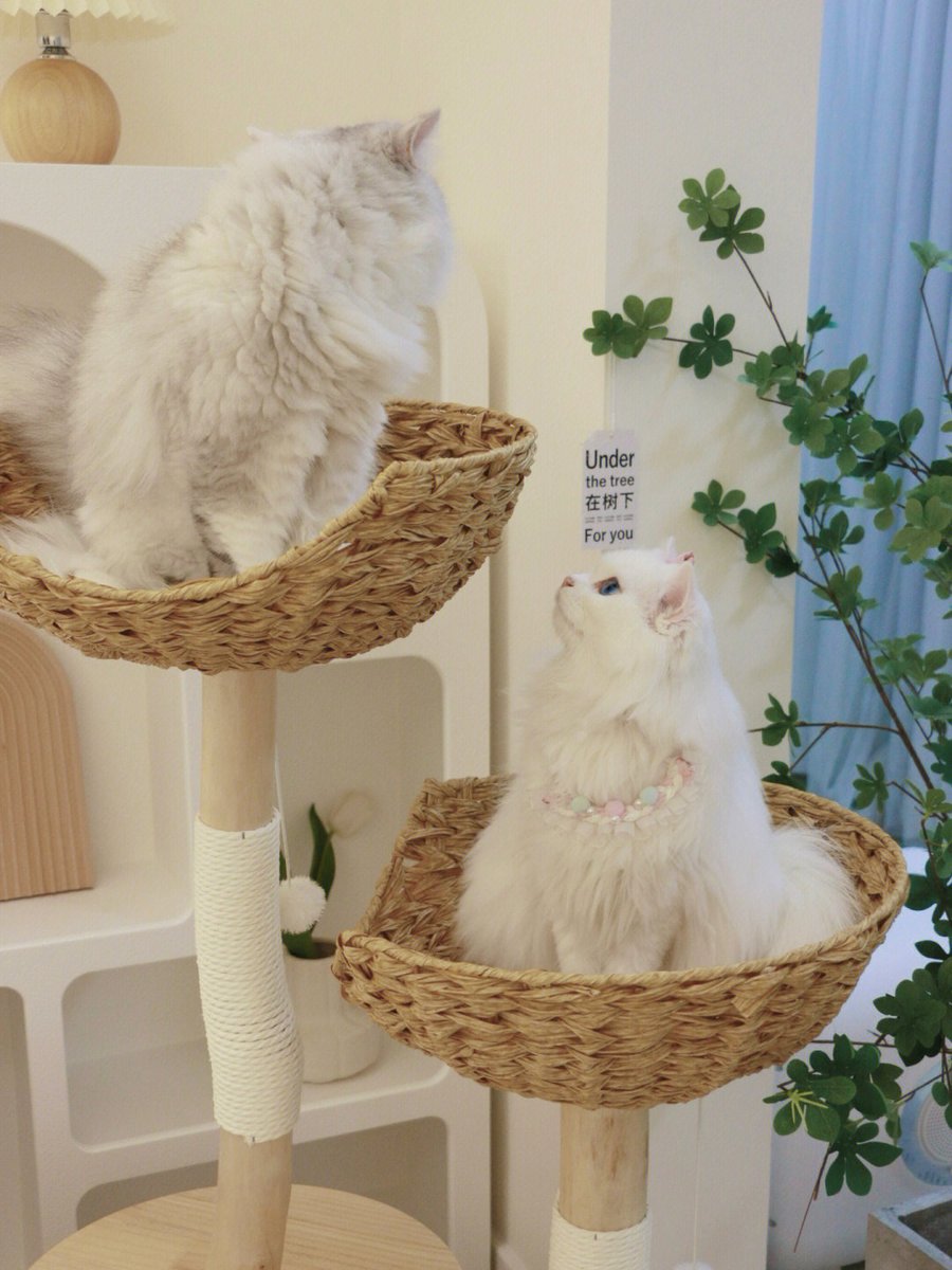 もし猫がいたら、こんな感じで、ふわふわして、ぽっちゃりしている。🥱