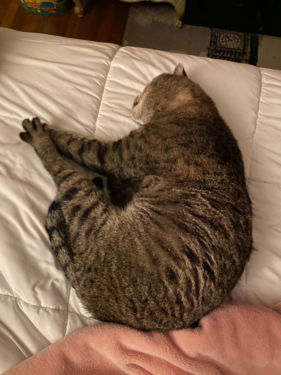 futurewriter13's tweet photo. Sweet dreams, Shadow! I love you furever!
#shadowstories #shadowtails #fureverfriend #catmom #furever #CatsofTwittter #cats https://t.co/Bk3oW7vdVx