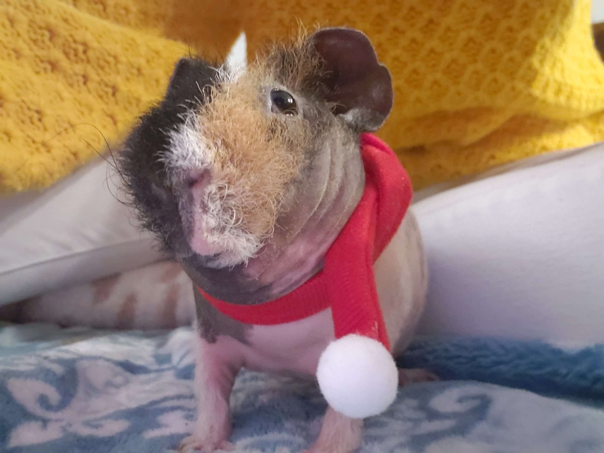 CiarraGames's tweet photo. Getting ready for Christmas already with the guineas. #skinnypig #guineapig https://t.co/5hM3R65asV