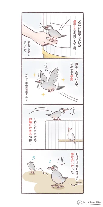煮干しを見つけたのが嬉しかったらしく咥えて持ち歩く2号
最近2号の話題が多いですが面白い子なので…1号も元気です
#文鳥 
#bunchoslife 
#4コマ漫画 