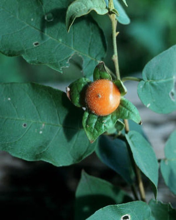 SOLseminars's tweet photo. This week’s #SolanaceaeOfTheWeek is Solanum polygamum Vahl (1794) a dioecous shrub or small tree native to the Caribbean where it occurs in the Dominican Republic, Leeward Is. and Puerto Rico. The spiny solanum is constitutes to a single…

© 📸 Pedro Acevedo-Rodríguez

(1/n) https://t.co/hyWfaNT2A6