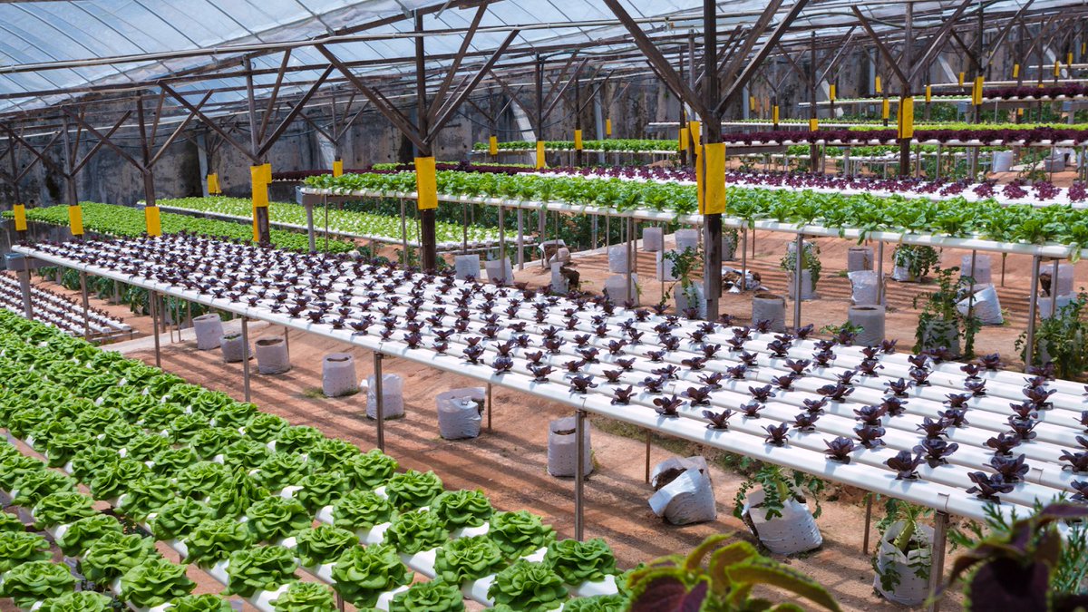 MumararunguDia1's tweet photo. Innovation in crop farming #Agritecture https://t.co/pmtTLzTcUS