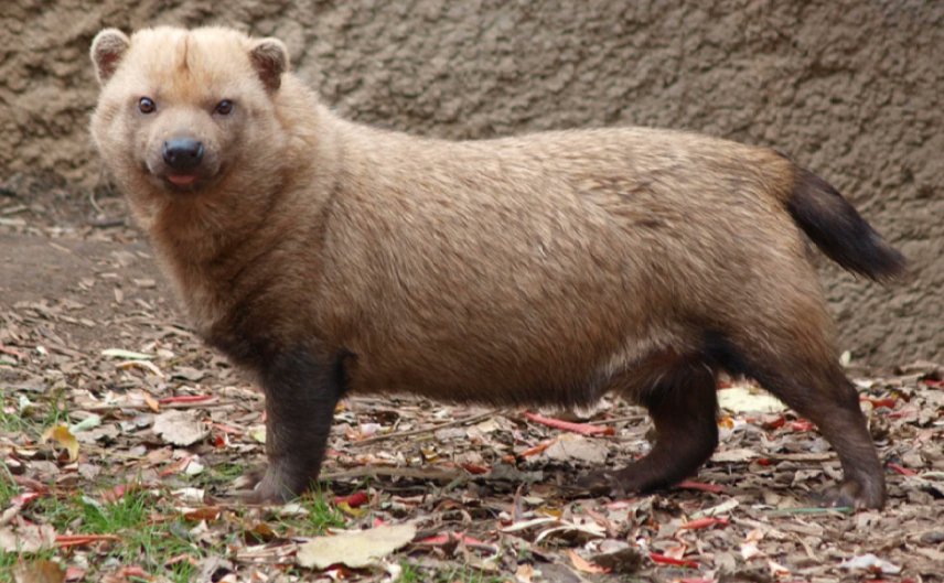 AriBirdman's tweet photo. Craziest thing I learned today: The maned wolf and the bush dog of South America are sister taxa. Yes, that's right. An absurdly tall, lanky creature that trots through savannahs in search of fruit, and a hypercarnivorous  sausage-bear with tiny legs and partly-webbed feet. https://t.co/yOdsN7zrpS