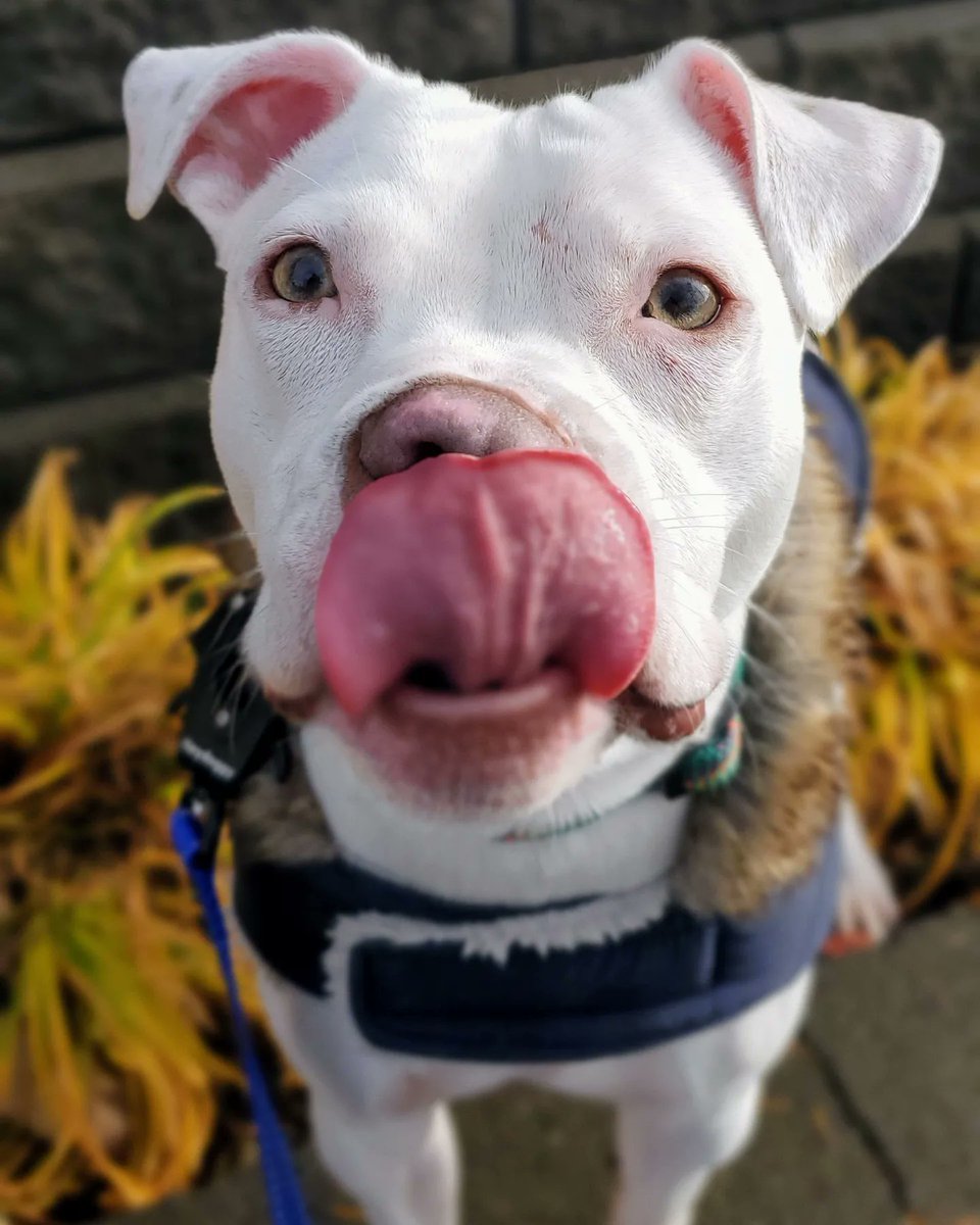 OrbitAnd's tweet image. Let me scooch right in here with a #tot. Hope that you week is going well. 
❤️Kringle 
#tongueouttuesday #dogs