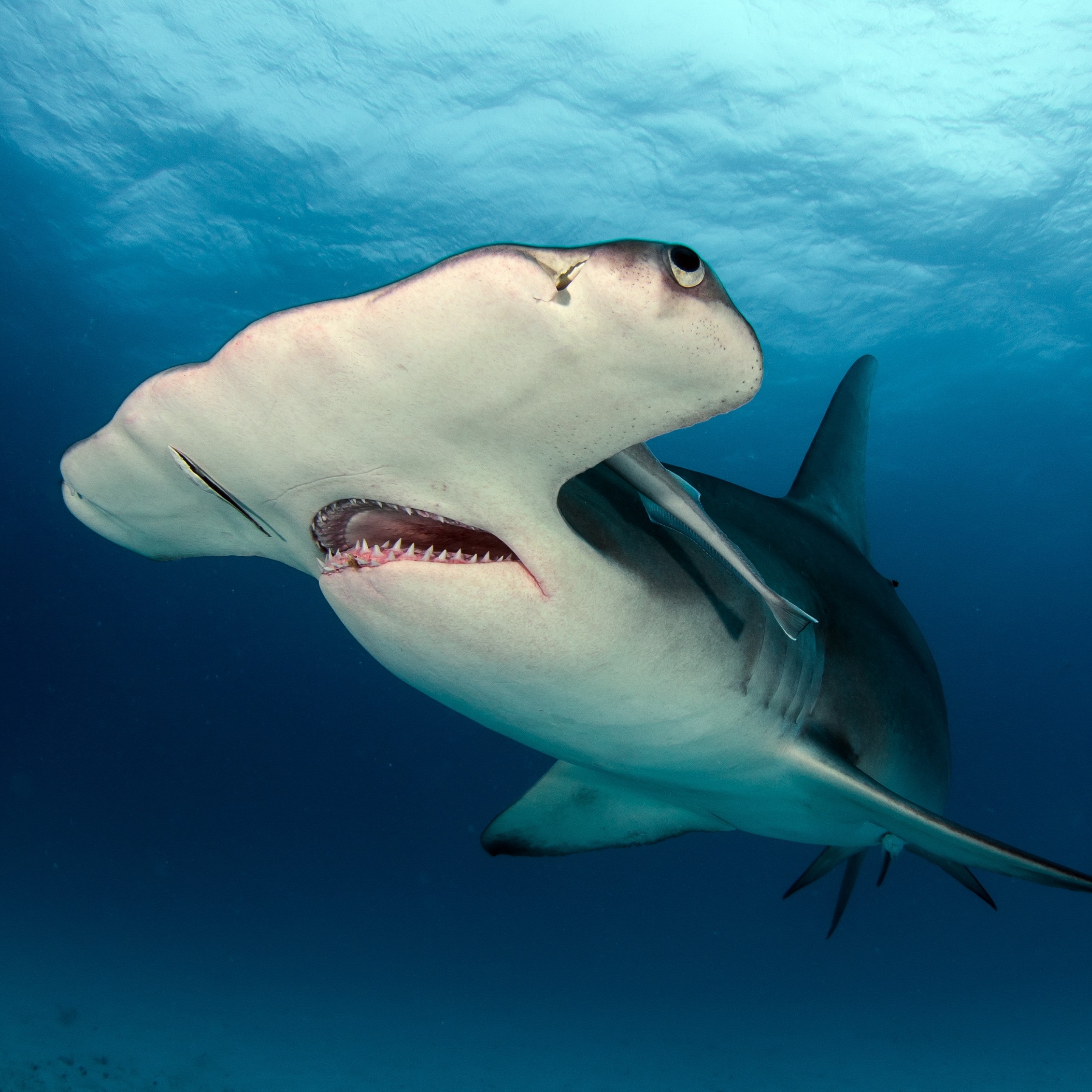 Hammerhead Shark Brain