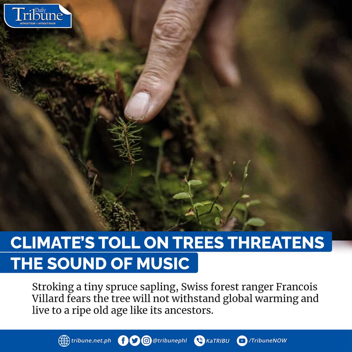 tribunephl's tweet image. The Risoud Forest, covering the border between France and Switzerland some 1,200 meters (3,900 feet) up in the Jura mountains, is filled with spruce trees which are hundreds of years old.

Full story: tribune.net.ph/2022/11/30/cli…

#sprucetrees 
#climatechange   
#DailyTribune