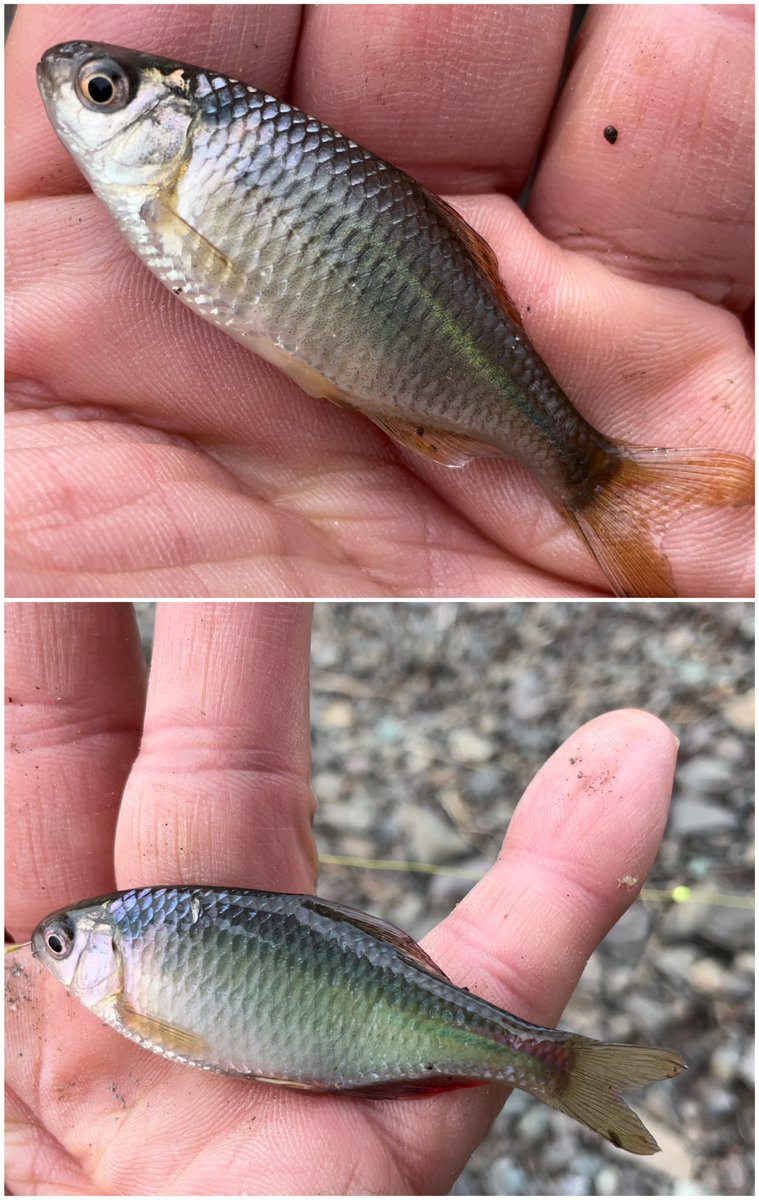 アカヒレ Twitter Search Twitter アカヒレ Twitter Search Twitter