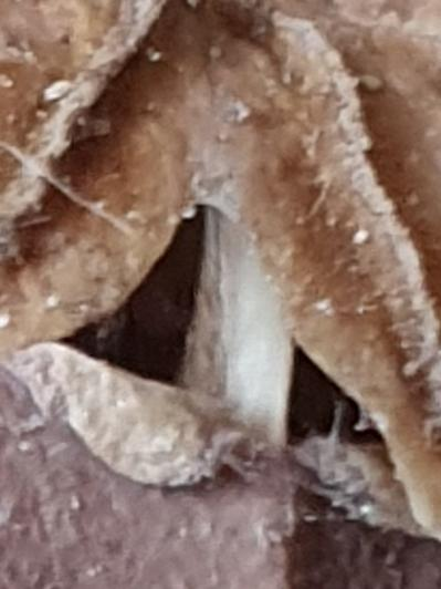 OK Octopi, some excellent guesses in yesterday's #OctoPush #OctoWeird mystery Pic, but who will be getting into the hall of fame today?

Funniest or most correct answers win as always. Get all those brains working and see if you can make me guggle! Good luck!