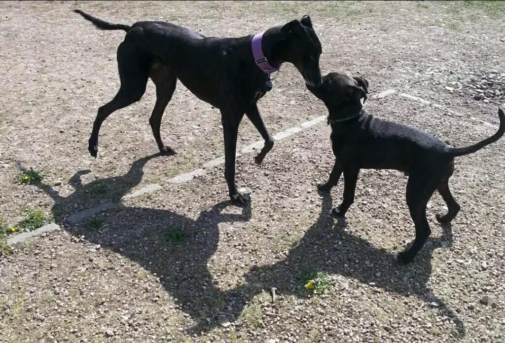 samsBellabob's tweet photo. Bella and Stych from summer 2016!
Forever friends
Memories to treasure.
#blackdogsrule https://t.co/DaRjAZdGBJ