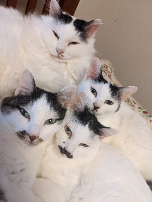 寒すぎてBohemian Rhapsodyになってる 